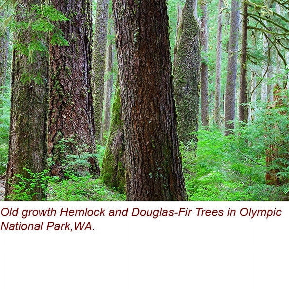 Douglas Fir Wild Crafted Essential Oil 5 ml (1/6 fl oz) - 100% Pure and Natural by Silky Scents