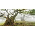 thumbnail image 2 of Krahmer, Frank 14x9 White Modern Wood Framed Museum Art Print Titled - Laurel forest in fog, Madeira, Portugal, 2 of 4