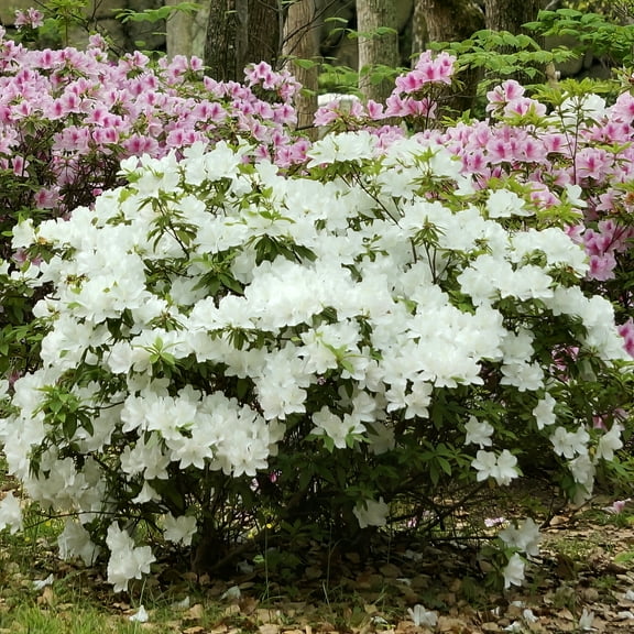 3 gal. Floramore Azalea White Live Shrub with White Flowers with Part Sun 1- Pack