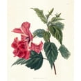thumbnail image 2 of Unknown 15x17 Black Ornate Wood Framed with Double Matting Museum Art Print Titled - Rose Hibiscus II, 2 of 4
