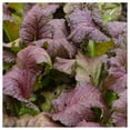 thumbnail image 3 of Everwilde Farms - 1000 Organic Red Giant Mustard Seeds - Gold Vault Jumbo Bulk Seed Packet, 3 of 5