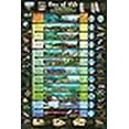 thumbnail image 3 of Eras of Life Geological Time Scale Educational Science Chart Poster 24 x 36, 3 of 3