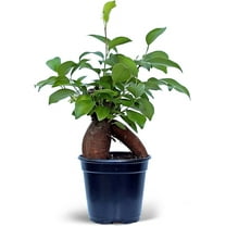 BLOSSOM BOOM GARDEN CENTER 10" Green Ginseng Ficus Live Plants in 4" Pots