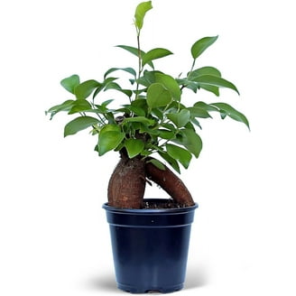 animal crossing new horizons bonsai 389PCS+LOZ 1660 1661 Potted Series (mini bricks) – Joy Bricks main image 0