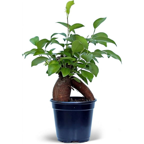 BLOSSOM BOOM GARDEN CENTER 10" Green Ginseng Ficus Live Plants in 4" Pots