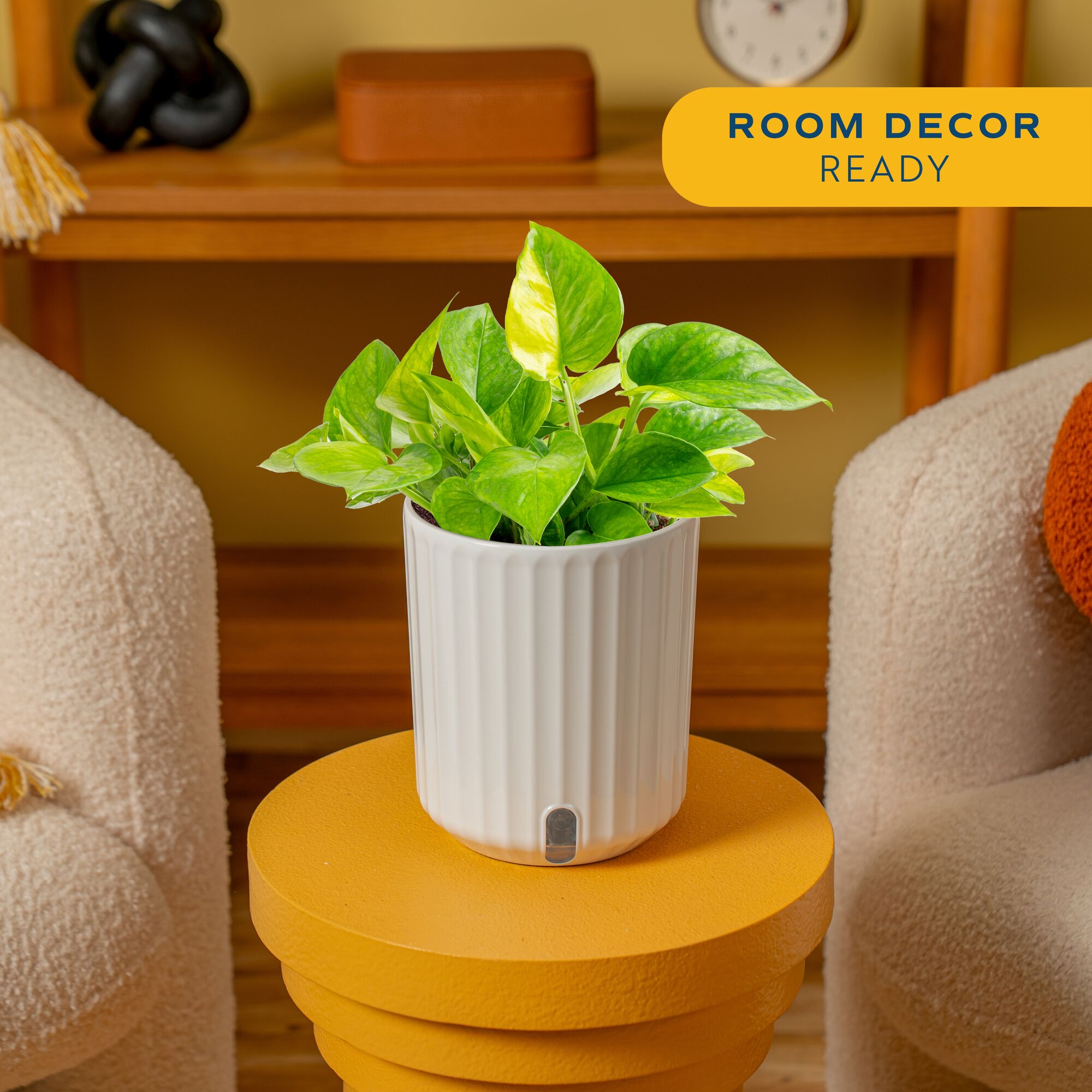 Costa Farms 10" Tall Lemon Top Pothos Live Plants in 5" Self-Watering Pot