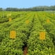 thumbnail image 5 of Price cut 20PCS Double Sided Sticky Insect Board Attractant Stickers Are Chemical Free, 5 of 5