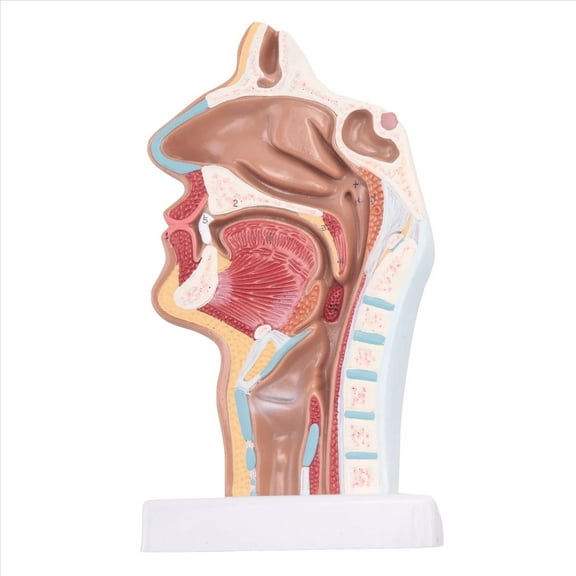 Human Anatomical Nasal Cavity Throat Anatomy Model For Science Classroom Study Display Teaching Model,1* Human nasal anatomical model,red&yellow