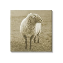 Stupell Industries Sheep Grazing Farmland Photography Animals & Insects Photography Gallery Wrapped Canvas Print Wall Art