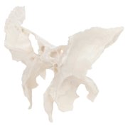 Axis Scientific Human Sphenoid Bone Model | Cast From a Real Human Sphenoid Bone Specimen | Life Size Replica Details All Fissures, Canals, and Processes | Includes Product Manual |