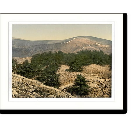 Historic Print, General view of the cedars of Lebanon Lebanon Holy Land, 16" x 20"