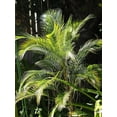 thumbnail image 4 of Wedding Palm - 3 Live Plants in 4 inch Pots - Lytocaryum Weddellianum - Extremely Rare Ornamental Palms of Florida, 4 of 5