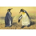 thumbnail image 3 of Thomas Waterman Wood 14x11 Black Modern Framed Museum Art Print Titled - The King Penguin (1871), 3 of 5