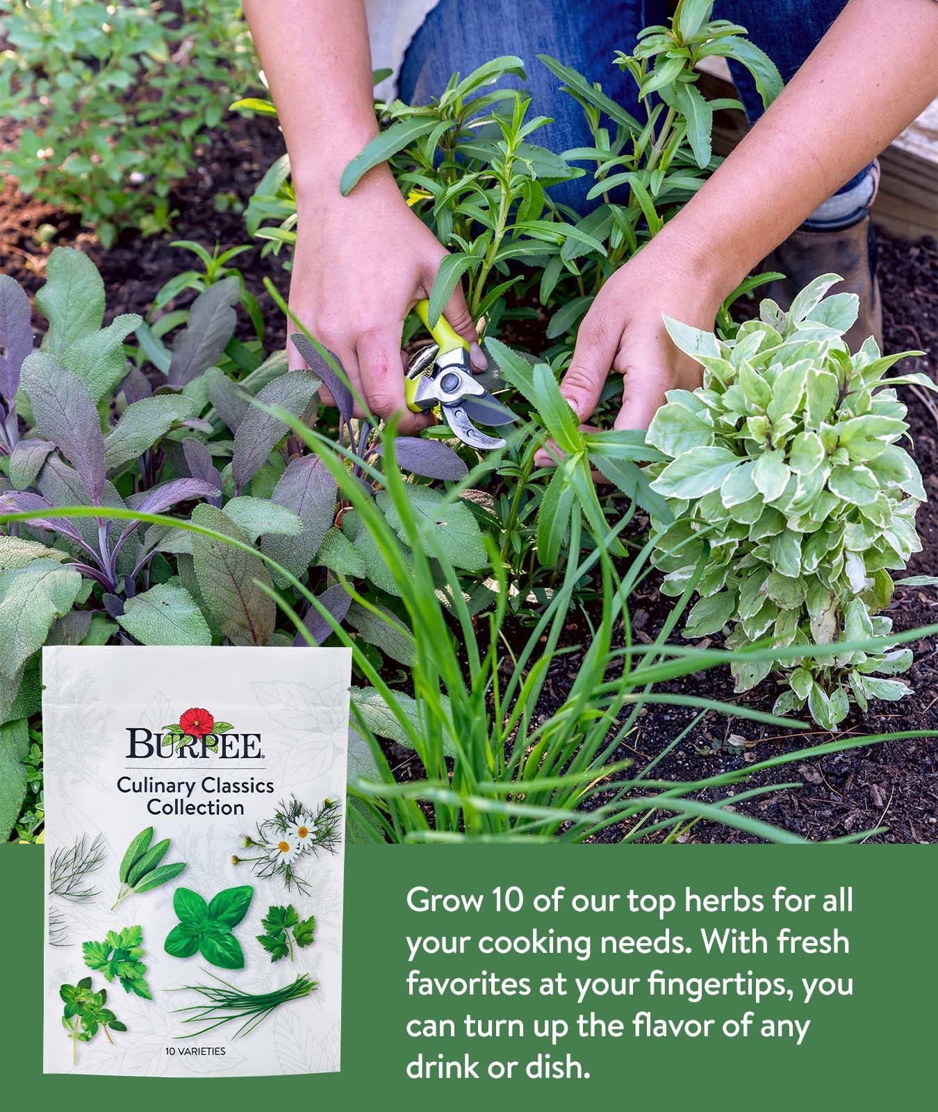 Burpee Culinary Classics 10 Herb Plant Seed Packets, Annual and Perennial Herbs, Full Sun
