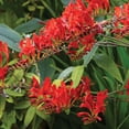 thumbnail image 4 of Expert Gardener Crocosmia Lucifer Set of 25 Bare Root Plants, 4 of 8
