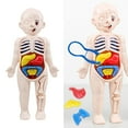 thumbnail image 1 of Modelo de anatomía del cuerpo humano para niños, órgano de aprendizaje educativo, juguete ensamblado, herramienta de enseñanza de órganos corporales, 1 of 8