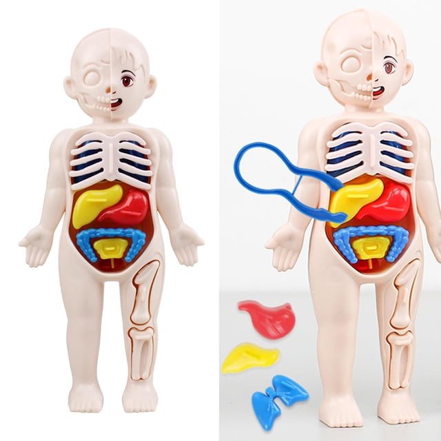 Modelo de anatomía del cuerpo humano para niños, órgano de aprendizaje educativo, juguete ensamblado, herramienta de enseñanza de órganos corporales