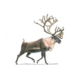 thumbnail image 2 of Wiens, James 32x23 White Modern Wood Framed Museum Art Print Titled - Northern Wild IV, 2 of 4