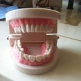 thumbnail image 4 of Modelo dental de demostración CHAO de PVC 9,2 x 7,5 x 5,1 cm, 4 of 5