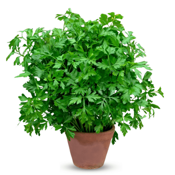 Live Parsley Plant, 3-6 Inch Herb Plants Live in Pot, Annual Fragrant Herb for Indoor or Outdoor Growing