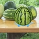 thumbnail image 1 of unbranded 10Ud Soporte De Melón Para Mantener Elevadas Y Evitar Podredumbre, 1 of 6