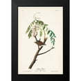 thumbnail image 2 of Audubon, John James 17x24 Black Modern Framed Museum Art Print Titled - Pl. 104 Chipping Sparrow, 2 of 5