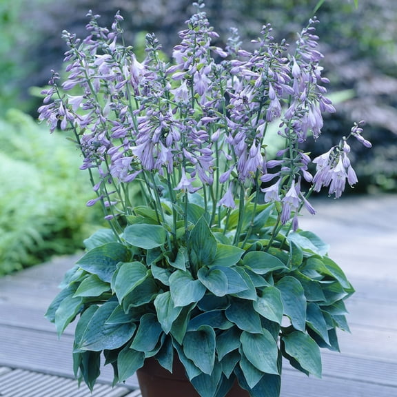 Van Zyverden Hosta Halcyon Set of 3 Plant Roots Purple Partial Shade Easy to Grow 1 lb