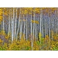 thumbnail image 2 of Drost, David 24x19 Gold Ornate Wood Framed with Double Matting Museum Art Print Titled - Yellow Woods I, 2 of 4