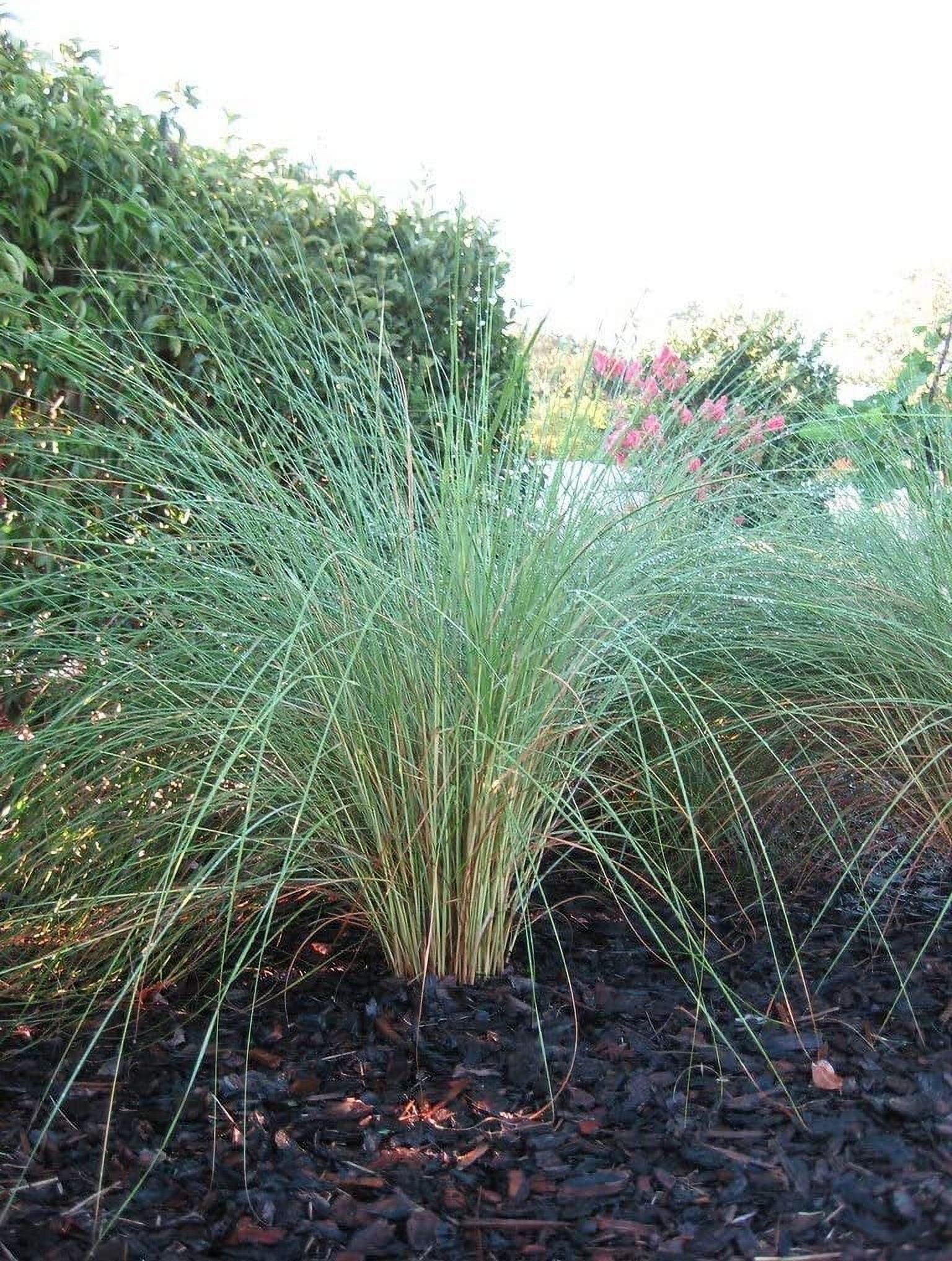 Sand Cord Grass  40 Live Plants  Spartina Bakeri  Drought Tolerant Low Maintenance Marsh Grass