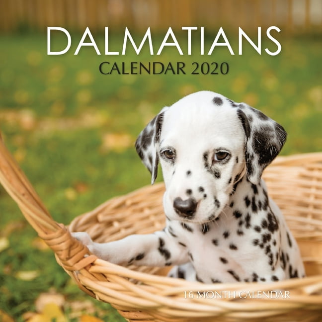 Dalmatians Calendar 2020 : 16 Month Calendar (Paperback) - Walmart.com