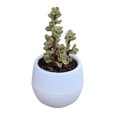 thumbnail image 2 of Maceta Suculenta Mini Contenedor De Flores Para Plántulas Maceta De Plástico Para Jardín Patio Balcón, 2 of 7