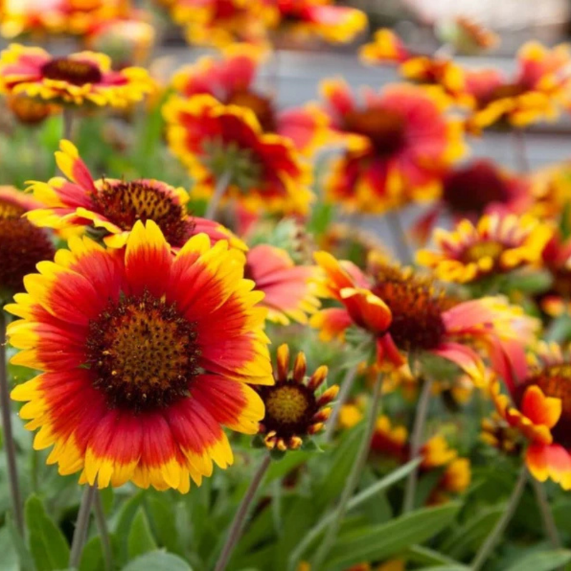 20 Gaillardia Seeds, Blanket Flower, Indian Blanket