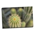 thumbnail image 2 of Gango Home Decor Cactus I by Karyn Millet (Ready to Hang); One 36x24in Hand-Stretched Canvas, 2 of 4