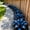 C, variant on Delicate Hosta—Stunning clump-Forming——Year-Round ornamental appeal—Significantly enhances the beauty of the garden
