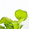 thumbnail image 5 of Expert Gardener Guacamole Hosta (2.5 Quart) bright green foliage and white blooms - part sun to shade live plant, 5 of 7