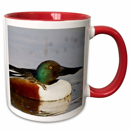 

3dRose Northern Shoveler male in wetland Marion Illinois USA. - Two Tone Red Mug 11-ounce