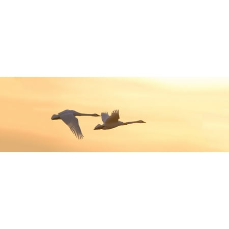 Trumpeter Swans in flight at sunset Riverlands Migratory Bird Sanctuary West Alton St Charles County Missouri USA Canvas Art - Panoramic Images (12 x (Best Bird Sanctuary In The World)
