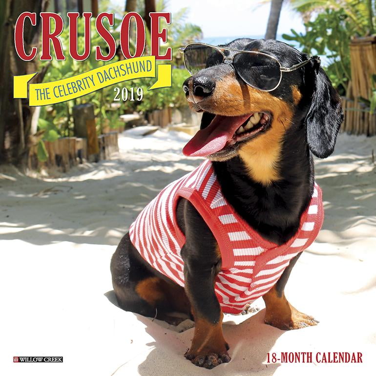 Crusoe the Celebrity Dachshund Mini 2019 Wall Calendar (Dog Breed