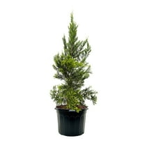 Expert Gardener 3-4 ft. tall Hetzi Columnaris Juniper Live Tree in 7- Gallon Grower Pot