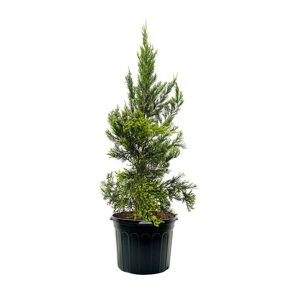 Expert Gardener 3-4 ft. tall Hetzi Columnaris Juniper Live Tree in 7- Gallon Grower Pot