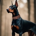 thumbnail image 6 of Didog Sturdy Genuine Leather Dog Collar,Heavy Duty Soft Leather Dog Collar for Medium & Large Dogs, 6 of 12