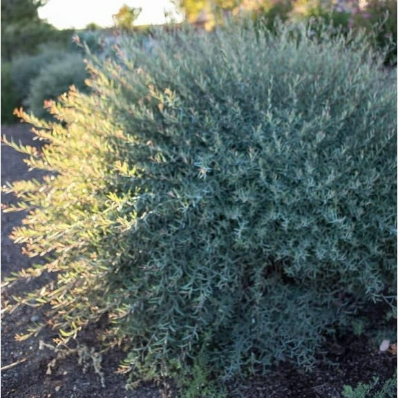 Dwarf Arctic Willow Tree Cuttings to Plant - Grow Stunning Nana Willow Trees (2 Cuttings)