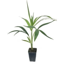 Kentia Palm - Live Plant in a 4 Inch Growers Pot - Howea Forsteriana - Beautiful Clean Air Indoor Outdoor Houseplant