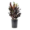 Costa Farms Live Indoor 14in. Tall Multi-color Croton Mammy, Direct Sunlight Plant in 7in. Grower Pot