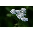 thumbnail image 2 of White Yarrow Wildflower Seeds/Perennial/Full Sun/ 156K Seeds 1 oz/ Zellajake Farm and Garden  - B136, 2 of 5