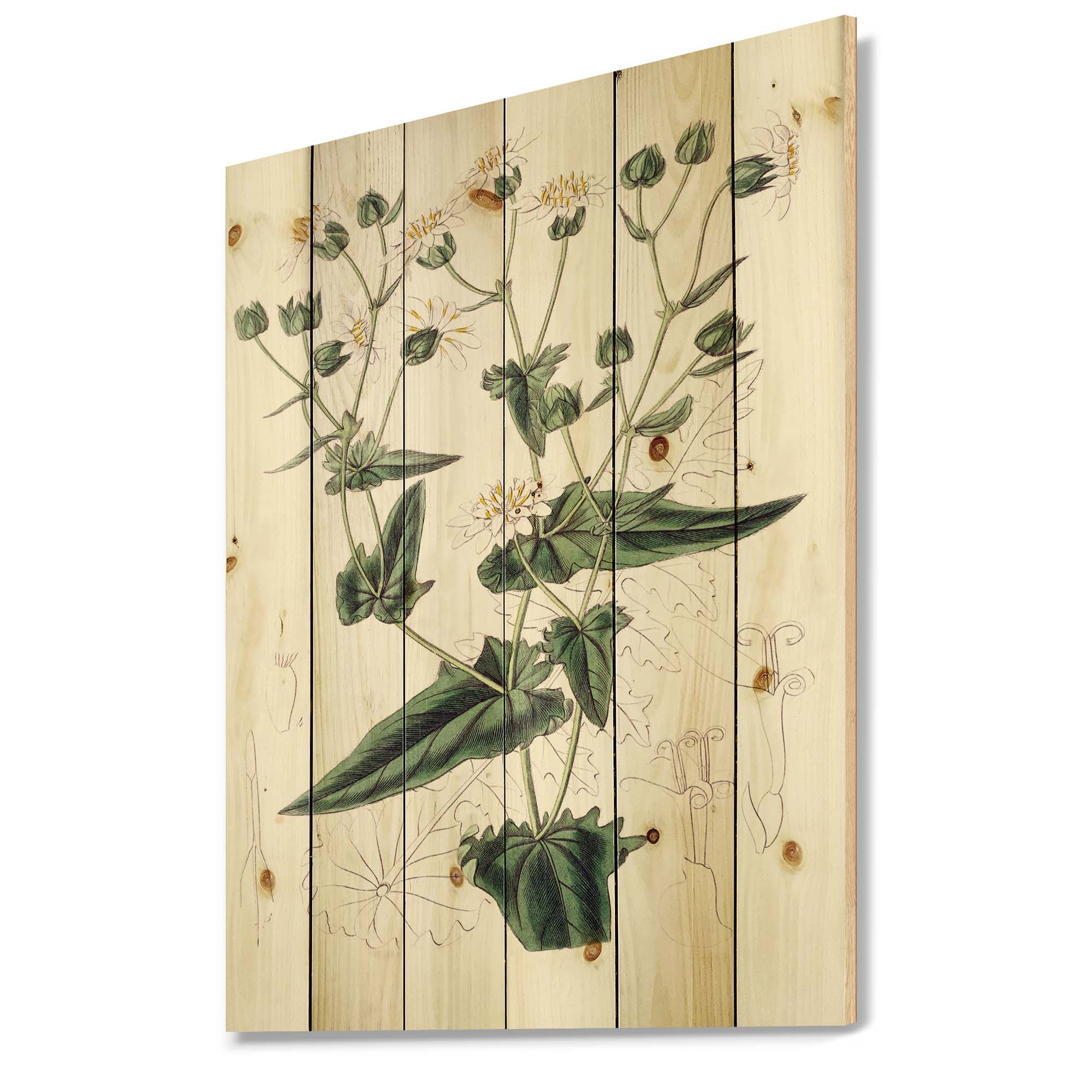 Designart 'Ancient Plant Life XXII' Traditional Print on Natural Pine Wood