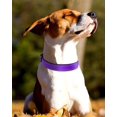thumbnail image 1 of Collar reflectante para perros, ajustable, de nailon transpirable con acolchado de neopreno suave, para perros pequeños, medianos y grandes., 1 of 5