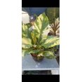 thumbnail image 3 of Anthurium Hookeri variegated XL 3 ft tall - Get similar, 3 of 4