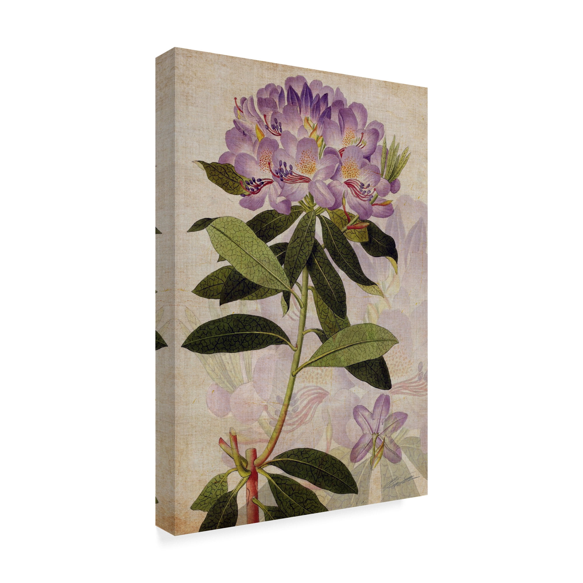 Trademark Fine Art 'Rhododendron II' Canvas Art by John Butler