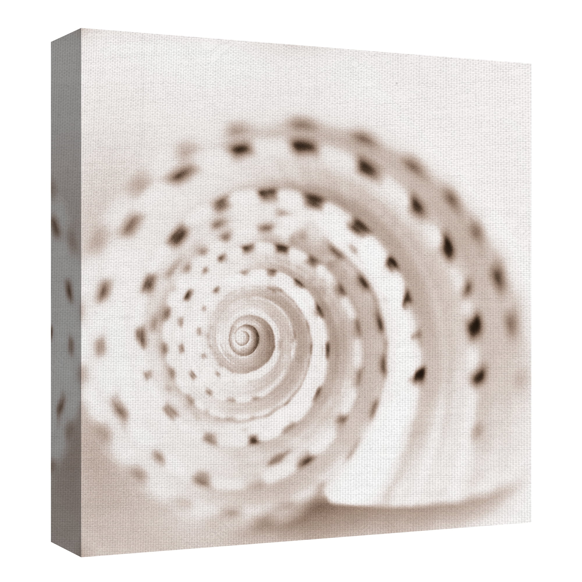Masterpiece Art Gallery Atlantis Seashells 1-4 By Alan Blaustein Canvas Art Print Set of 4 12" x 12"